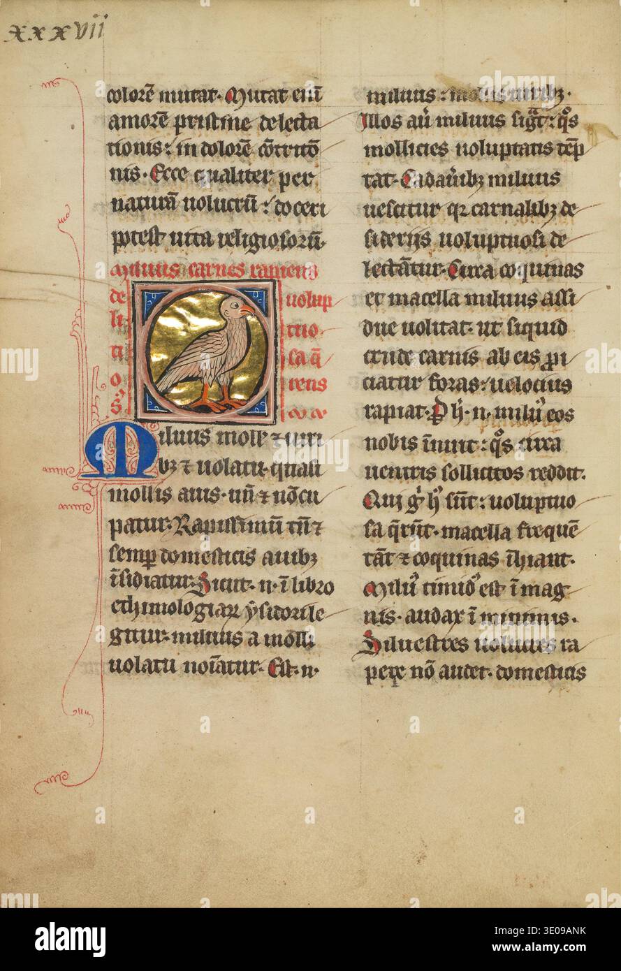 Questo antico manoscritto medioevale illustrato da un artista sconosciuto, probabilmente del XIII o XIV secolo, presenta una dettagliata raffigurazione di un uccello, forse un aquilone, all'interno di una "D" iniziale illuminata. L'intricata opera d'arte mostra l'uso tradizionale della foglia d'oro e i colori vivaci caratteristici dell'illuminazione dei primi libri, accompagnati dalla calligrafia latina. Foto Stock