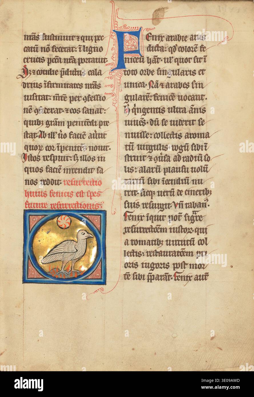 Questa antica pagina di manoscritti miniati, probabilmente del XIII o XIV secolo, presenta testo latino scritto in una scrittura gotica. In alto è visibile una suggestiva "P" iniziale decorativa e in basso un medaglione circolare raffigura una fenice su sfondo dorato, che emerge dalle fiamme, simboleggiando la rinascita e la resurrezione. Foto Stock