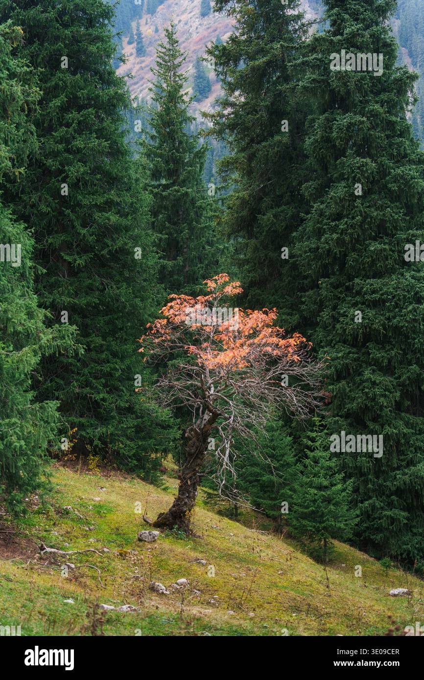 Vecchio albero solitario con foglie di arancio circondato da abeti sempreverdi nel paesaggio montano Foto Stock