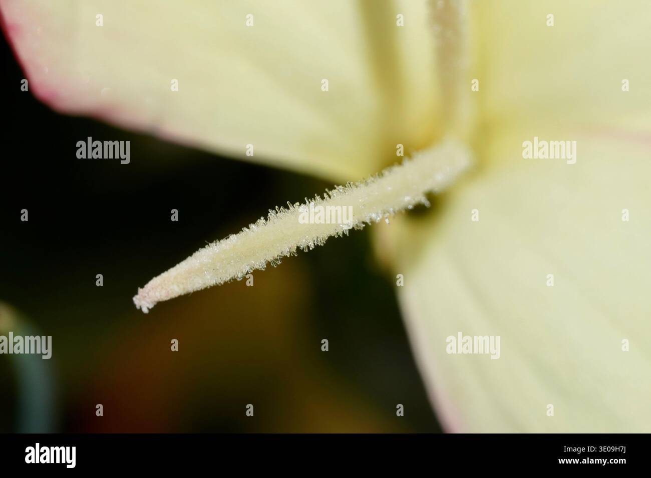 Primo piano di stigma e stile di un fiore giallo, che mostra i dettagli e le texture di esso Foto Stock