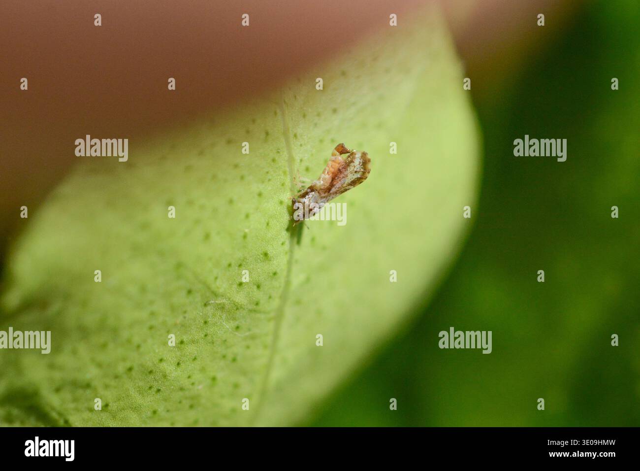 Psicoide degli agrumi asiatici (Diaphorina citri) adulti su una foglia di agrumi a Key largo, Florida. Vettore della malattia di inverdimento degli agrumi. Primo piano macro. Foto Stock