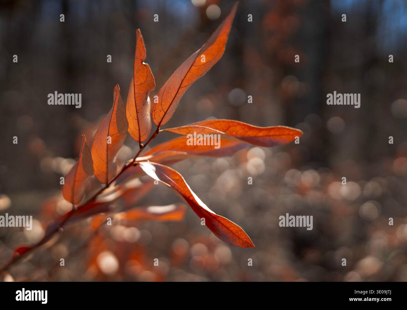 Le foglie di uno Spicebush orientale Foto Stock