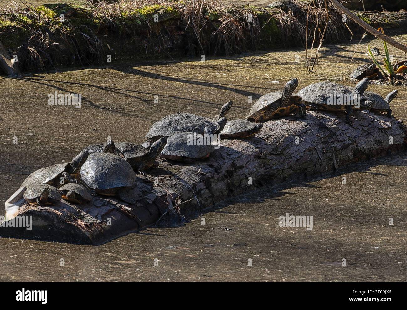 Un gruppo di tartarughe che si crogiolano al sole Foto Stock