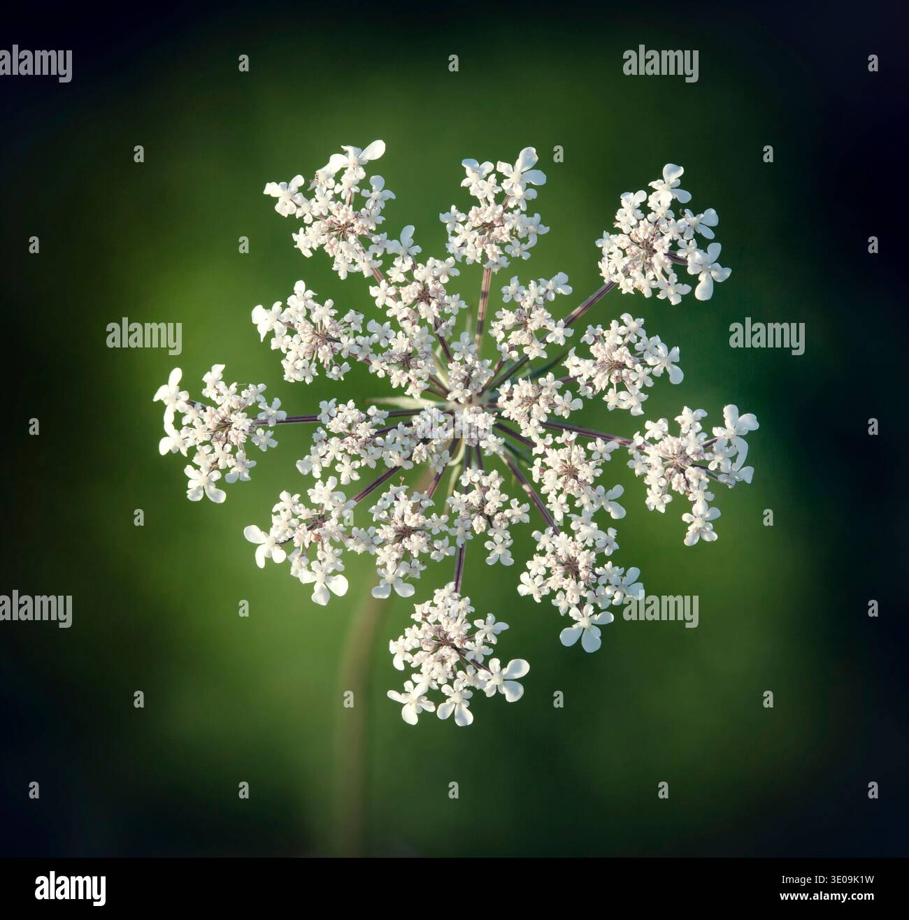 Queen Anne s pizzi, Wild carota, Daucus carota, primo piano della fioritura ombrella. Foto Stock