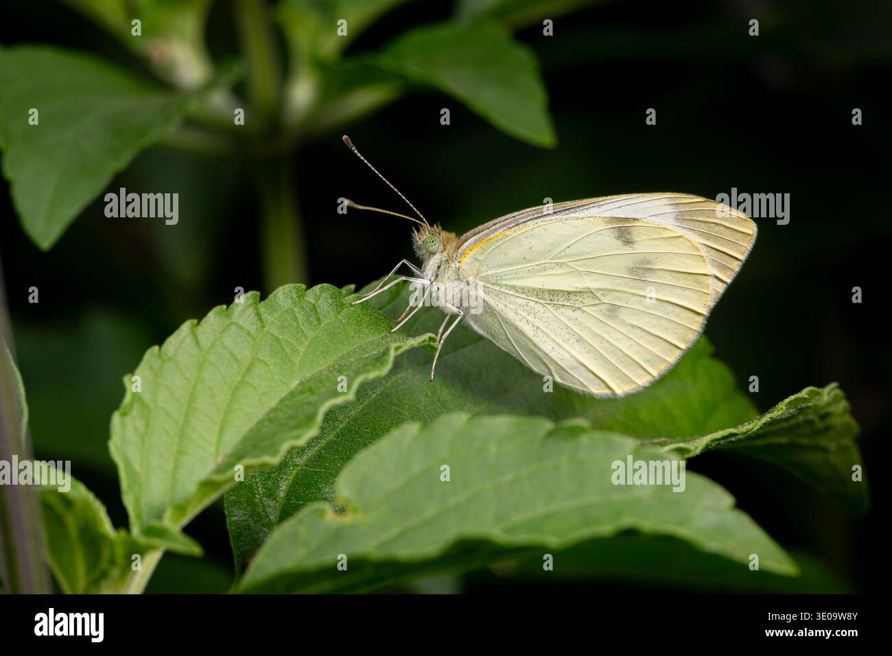 Cavolo europeo farfalla bianca su foglia di pianta. Conservazione di insetti e natura, conservazione dell'habitat e giardino di fiori sul retro. Foto Stock