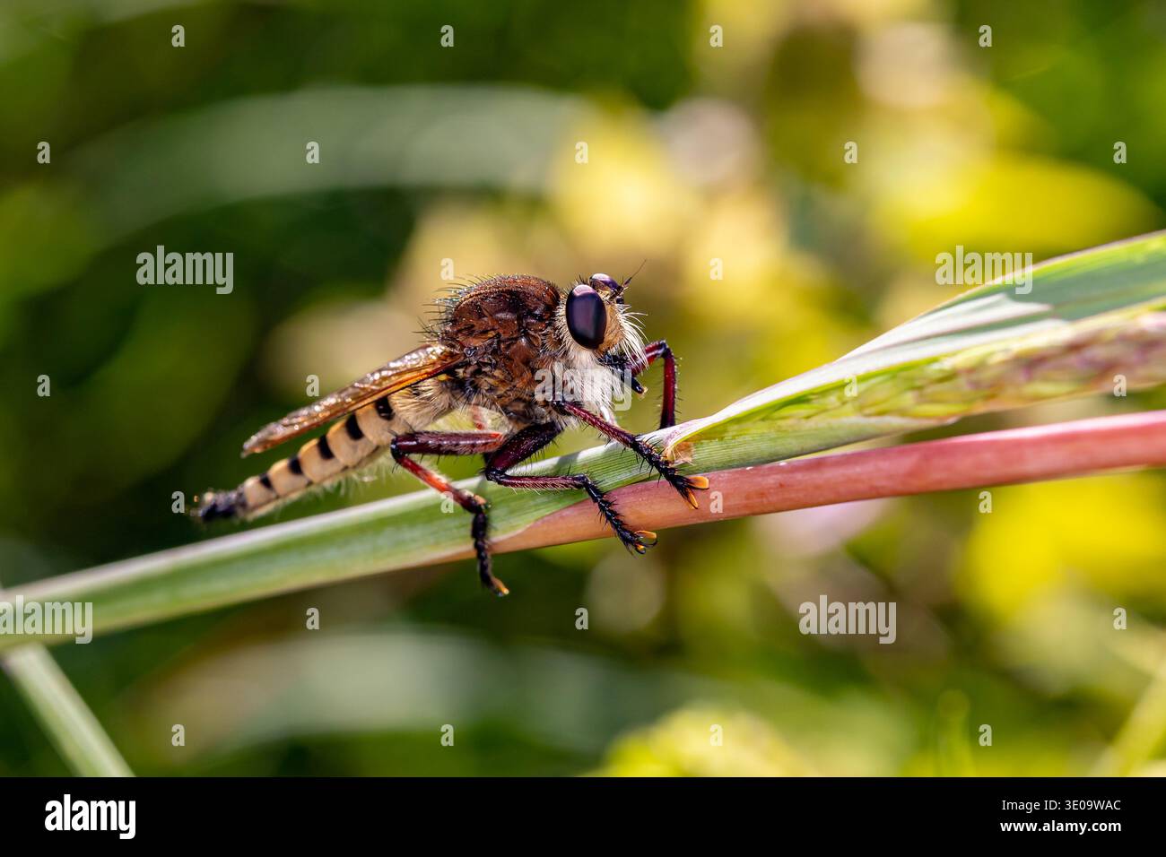 Il primo piano di Robber vola su foglie di piante. Concetto di conservazione di insetti e fauna selvatica, conservazione dell'habitat e giardino di fiori sul retro Foto Stock