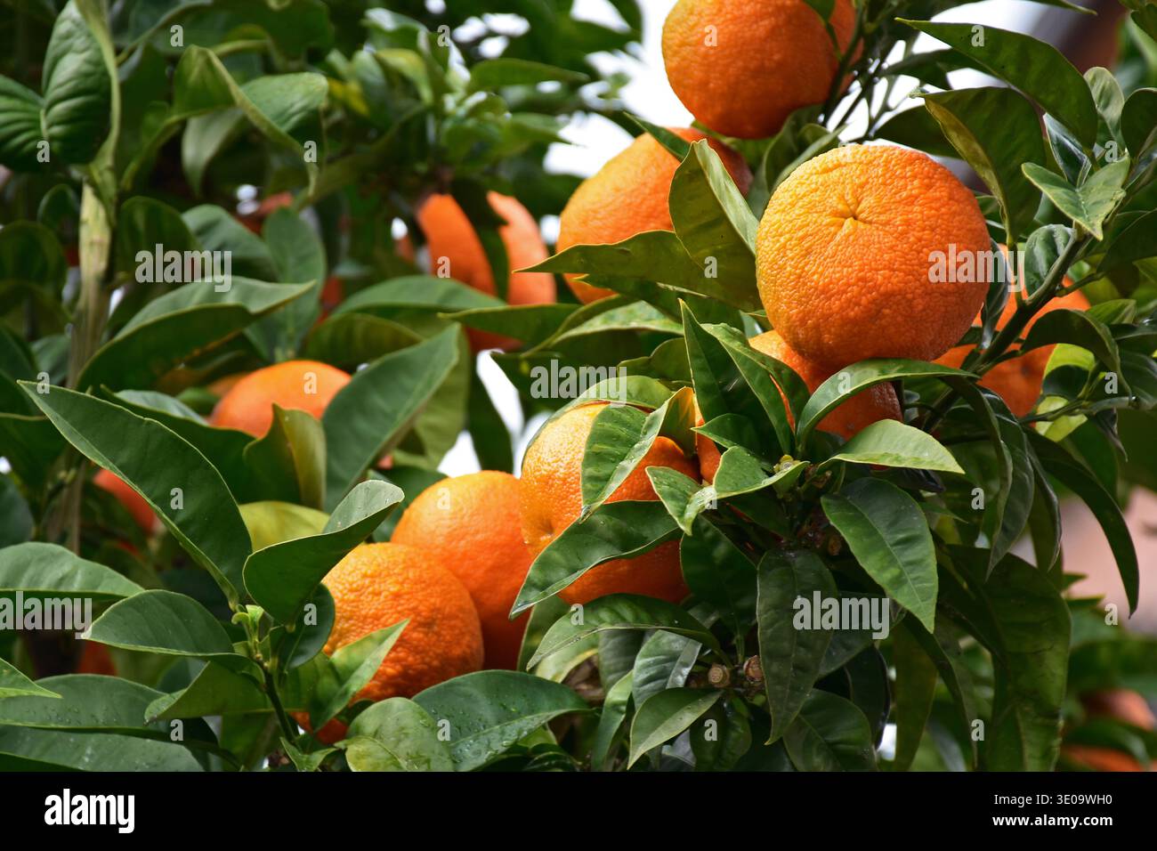 Arance amara mature (arance di Siviglia, arancio amaro) agrumi x aurantium, su un albero di strada in Italia Foto Stock