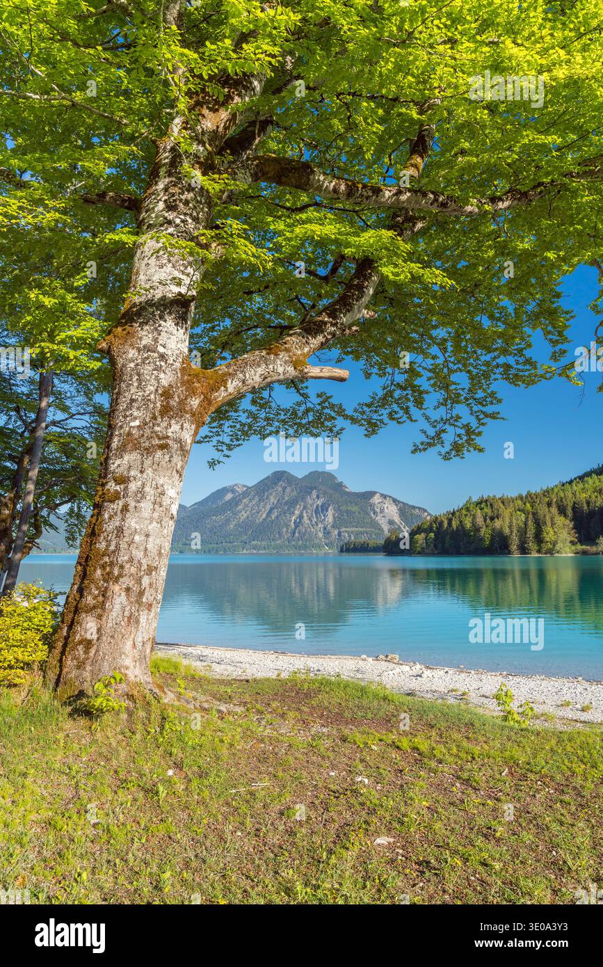 Vista dal Walchensee a Herzogstand (1731 m), alta Baviera, Baviera, Germania Foto Stock