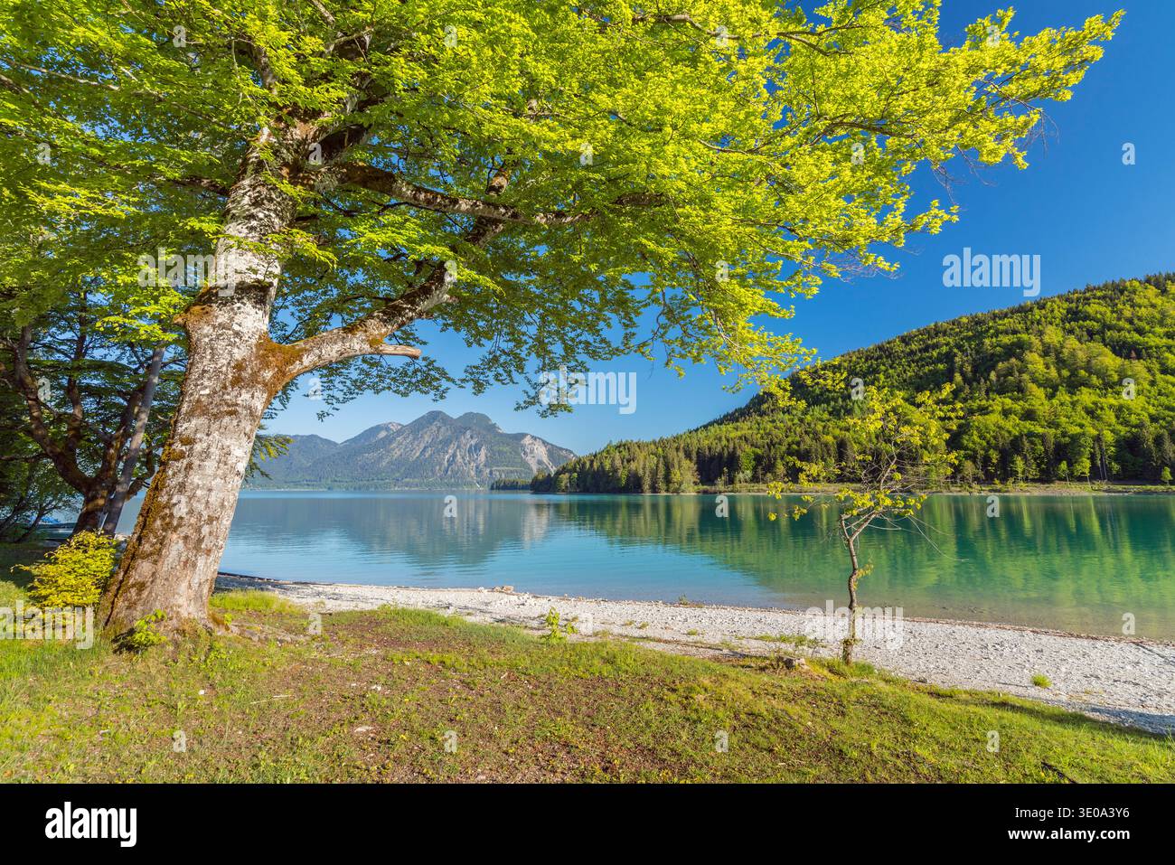 Vista dal Walchensee a Herzogstand (1731 m), alta Baviera, Baviera, Germania Foto Stock