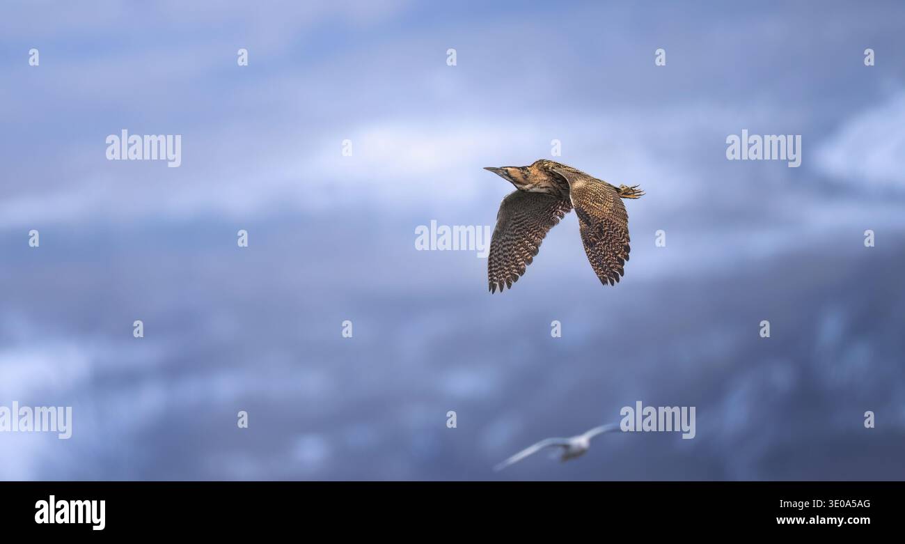 Botaurus stellaris vola sopra le canne e cerca cibo, la foto migliore. Foto Stock