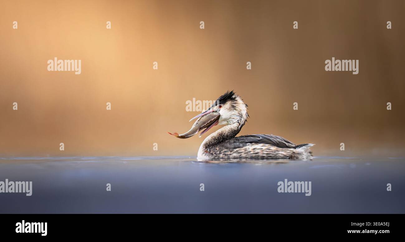 Podiceps grida con un pesce gigante, la foto migliore. Foto Stock