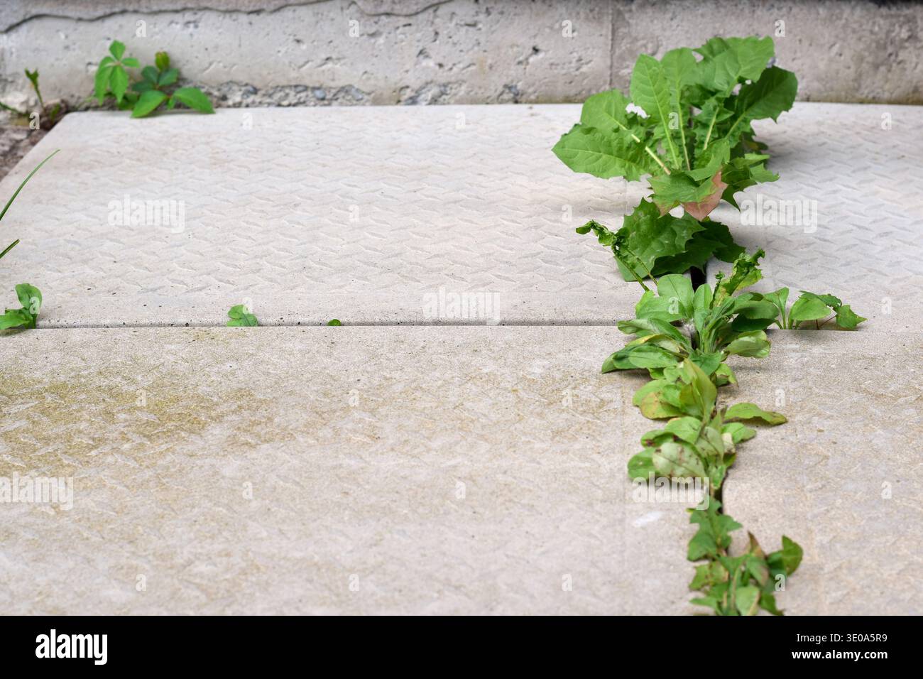 Erbacce che spuntano tra piastrelle di cemento e lungo la fondazione di una casa residenziale. Concetto di manutenzione per esterni che mostra una crescita indesiderata, negl Foto Stock