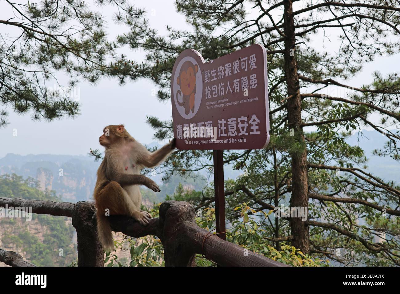 Una scimmia macaca selvatica con i cartelli segnaletici nel Parco Nazionale della Foresta di Zhangjiajie, Hunan, Cina Foto Stock