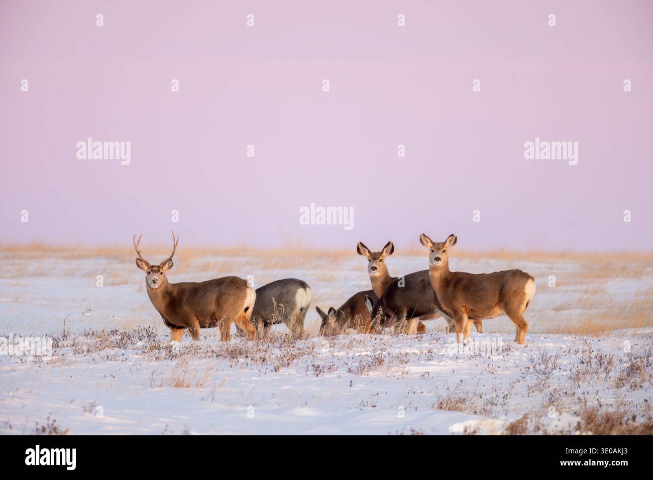 Il cervo mulo delle Montagne Rocciose (Odocoileus hemionus) fa il foraggio su praterie innevate in inverno, Saskatchewan nel Canada occidentale Foto Stock