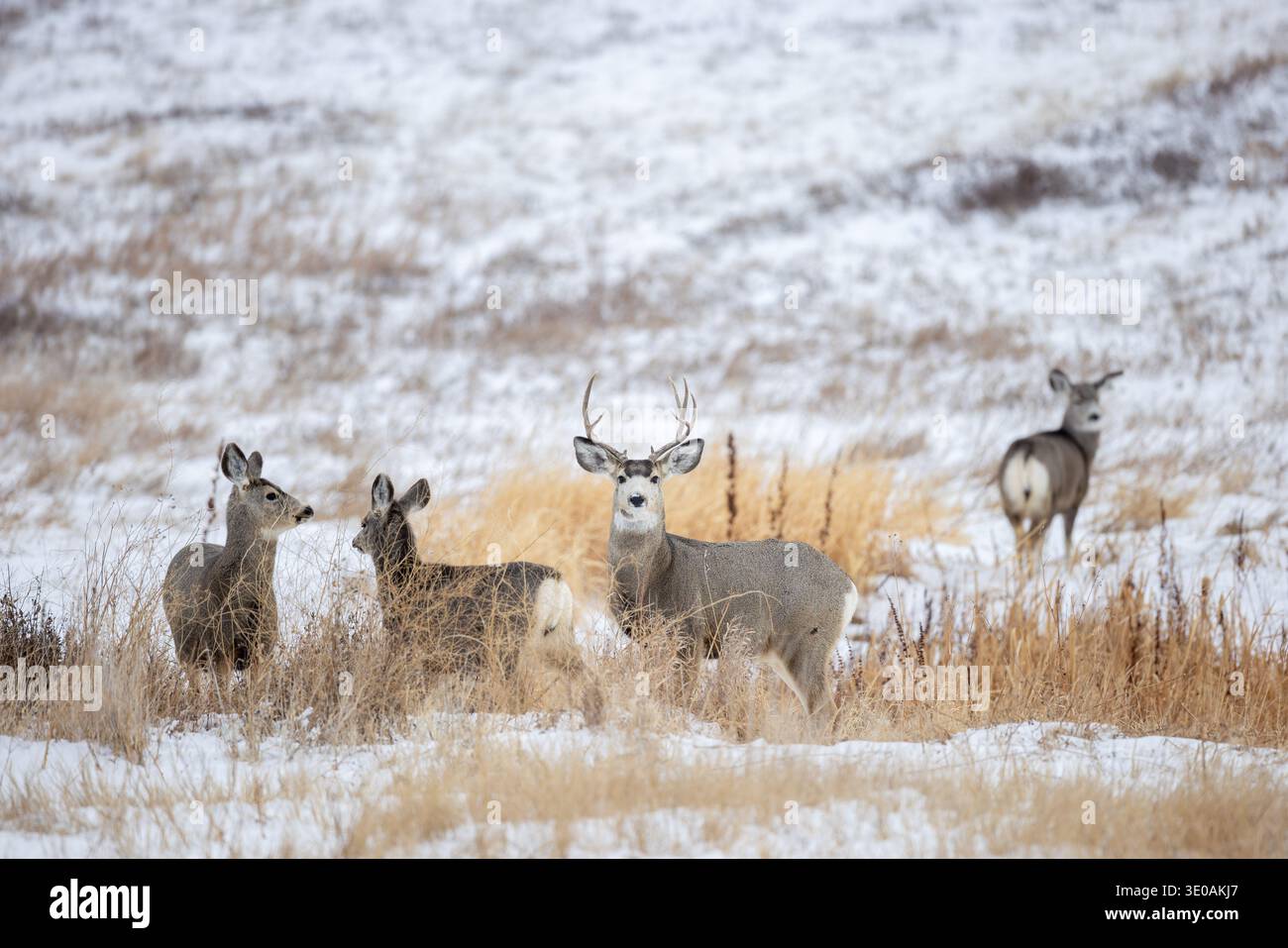 Il cervo mulo delle Montagne Rocciose (Odocoileus hemionus) fa il foraggio su praterie innevate in inverno, Saskatchewan nel Canada occidentale Foto Stock