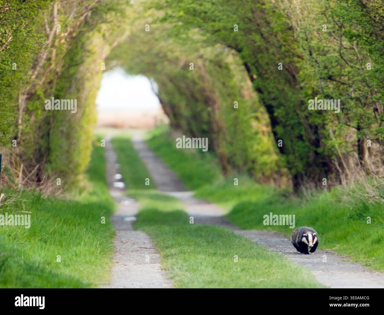 Il tasso passeggiante Caerlaverock Dumfireshire, Scozia Foto Stock