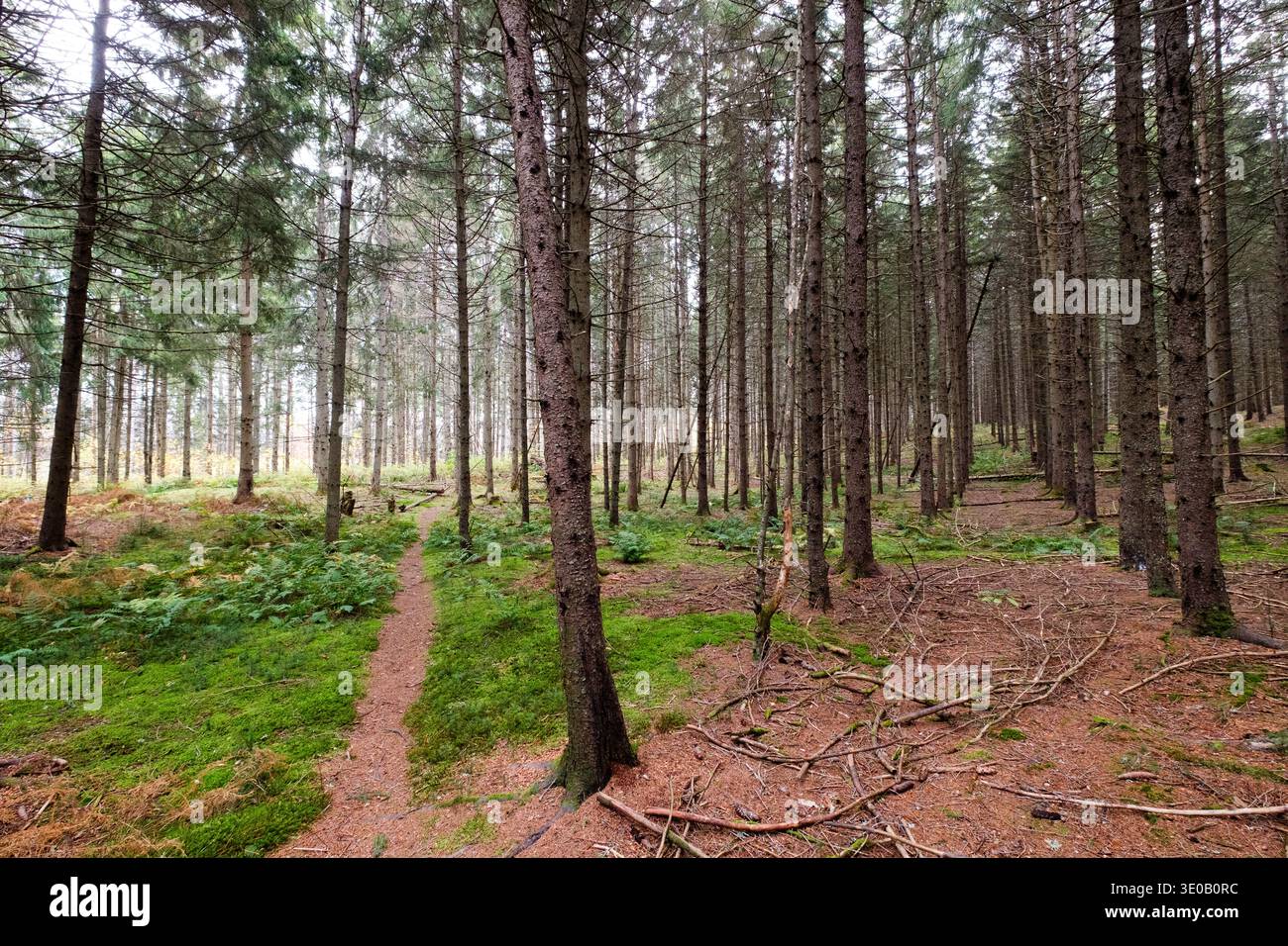 Sentiero boscoso a Calais, Vermont, Stati Uniti, in autunno. Foto Stock