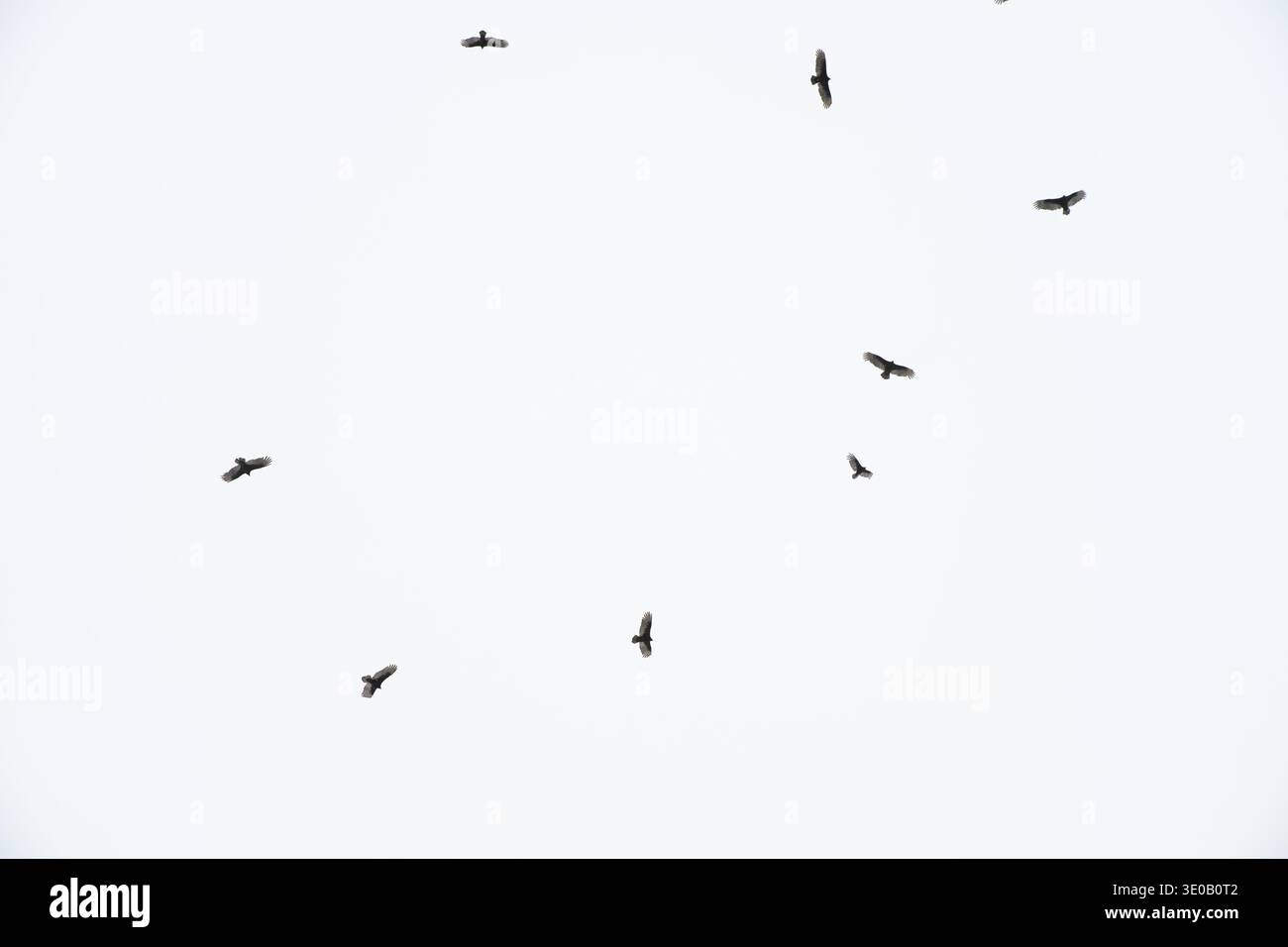 Gli uccelli che girano sopra la testa creano una scena in bianco e nero. Foto Stock