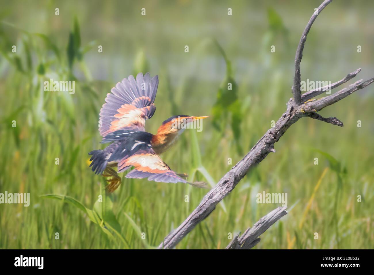 Meno Bittern in volo sopra la vegetazione nella palude Foto Stock