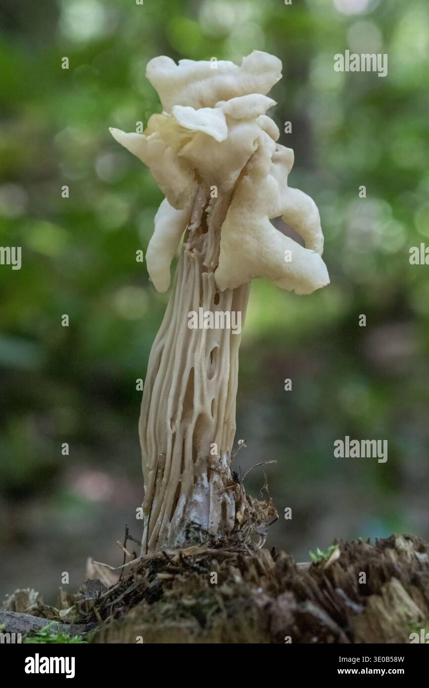 Primo piano del fungo White Saddle nella foresta Foto Stock