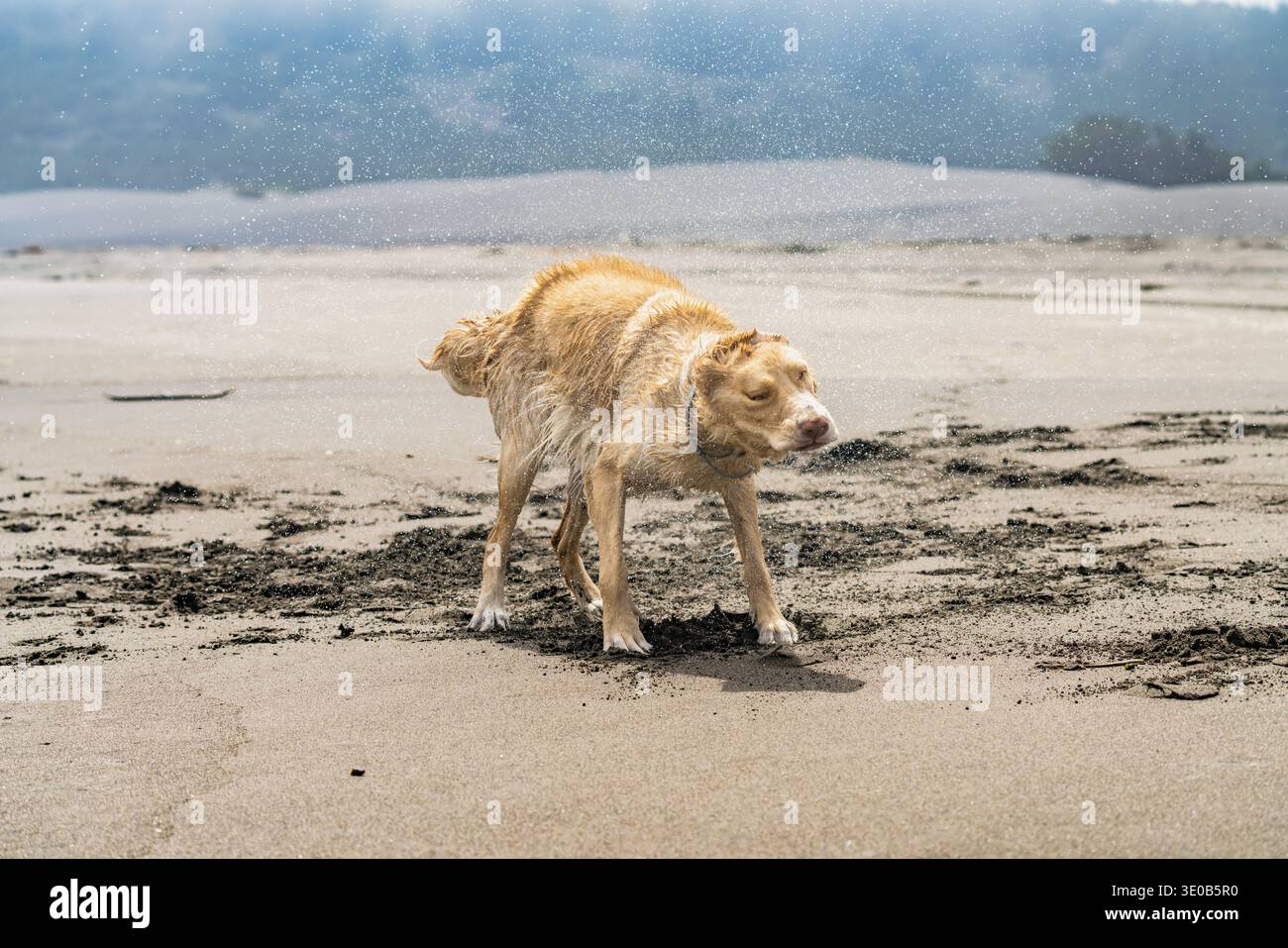 Il cane dorato scuote vigorosamente su sabbia bagnata, gocce d'acqua che volano, ambiente naturale all'aperto Foto Stock
