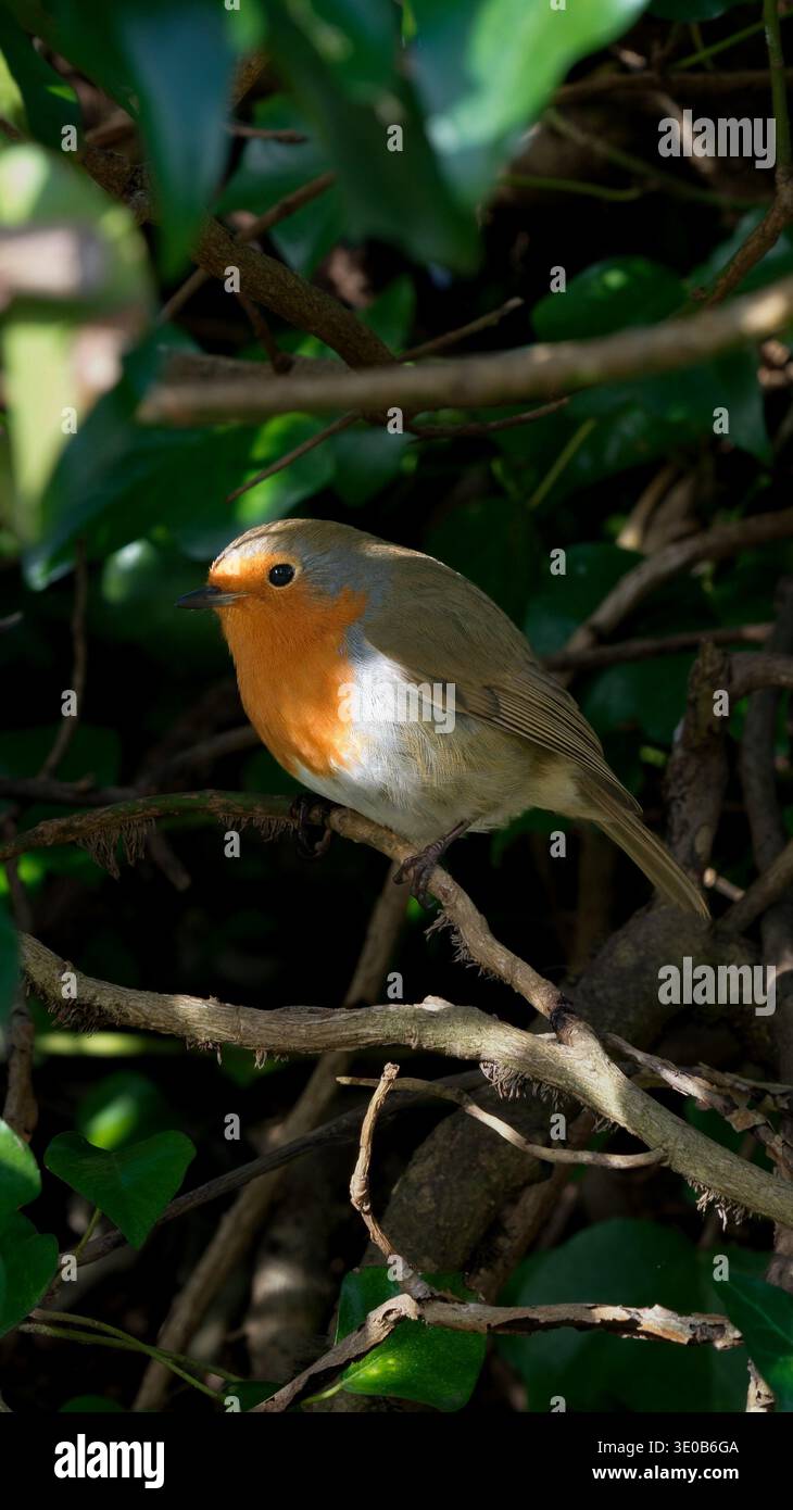Robin con i dettagli catturati Foto Stock