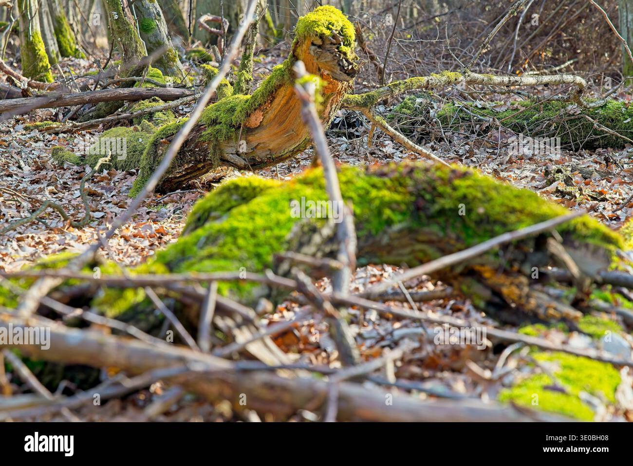Impressioni dalla foresta con alberi, muschi e foglie vicino a Brieseland, Brandeburgo, Germania Foto Stock