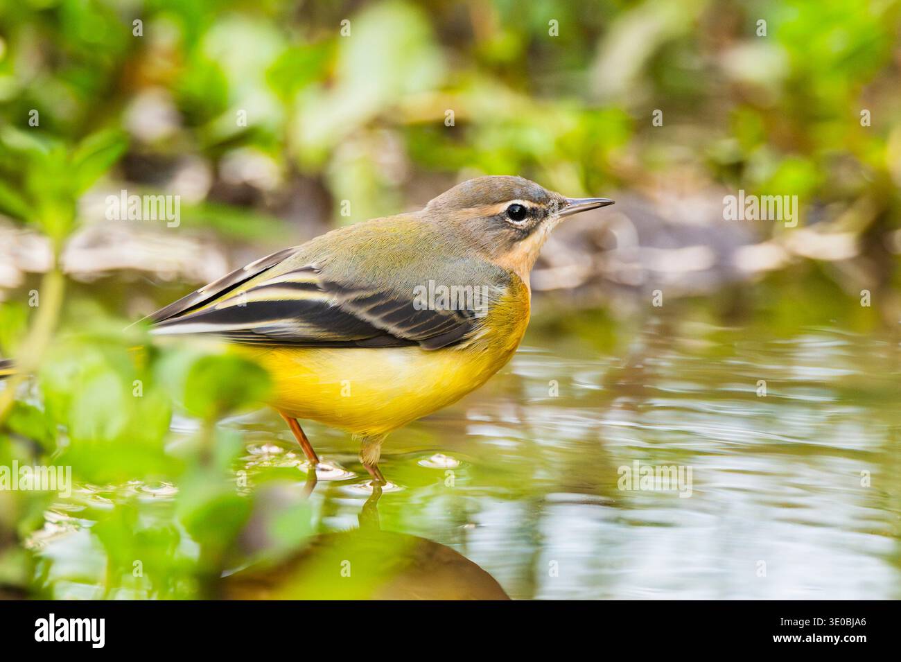 Coda di cavallo grigia (Motacilla cinerea) caccia in un piccolo lago in una palude, fauna selvatica, Germania, Europa Foto Stock
