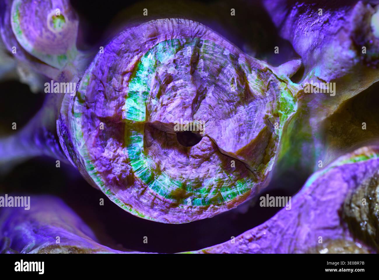 Macro Fossil Shell Fluorescent Minerals in Black Light Glowing texture Foto Stock