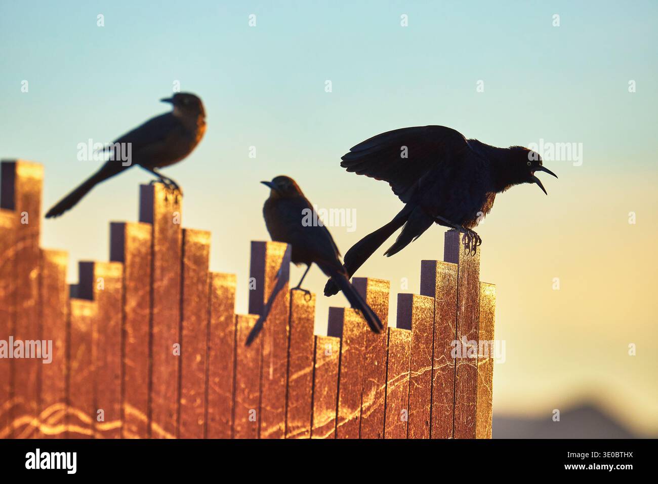 Grackles arroccato sul recinto di legno al tramonto nella riserva di osservazione degli uccelli Henderson Foto Stock