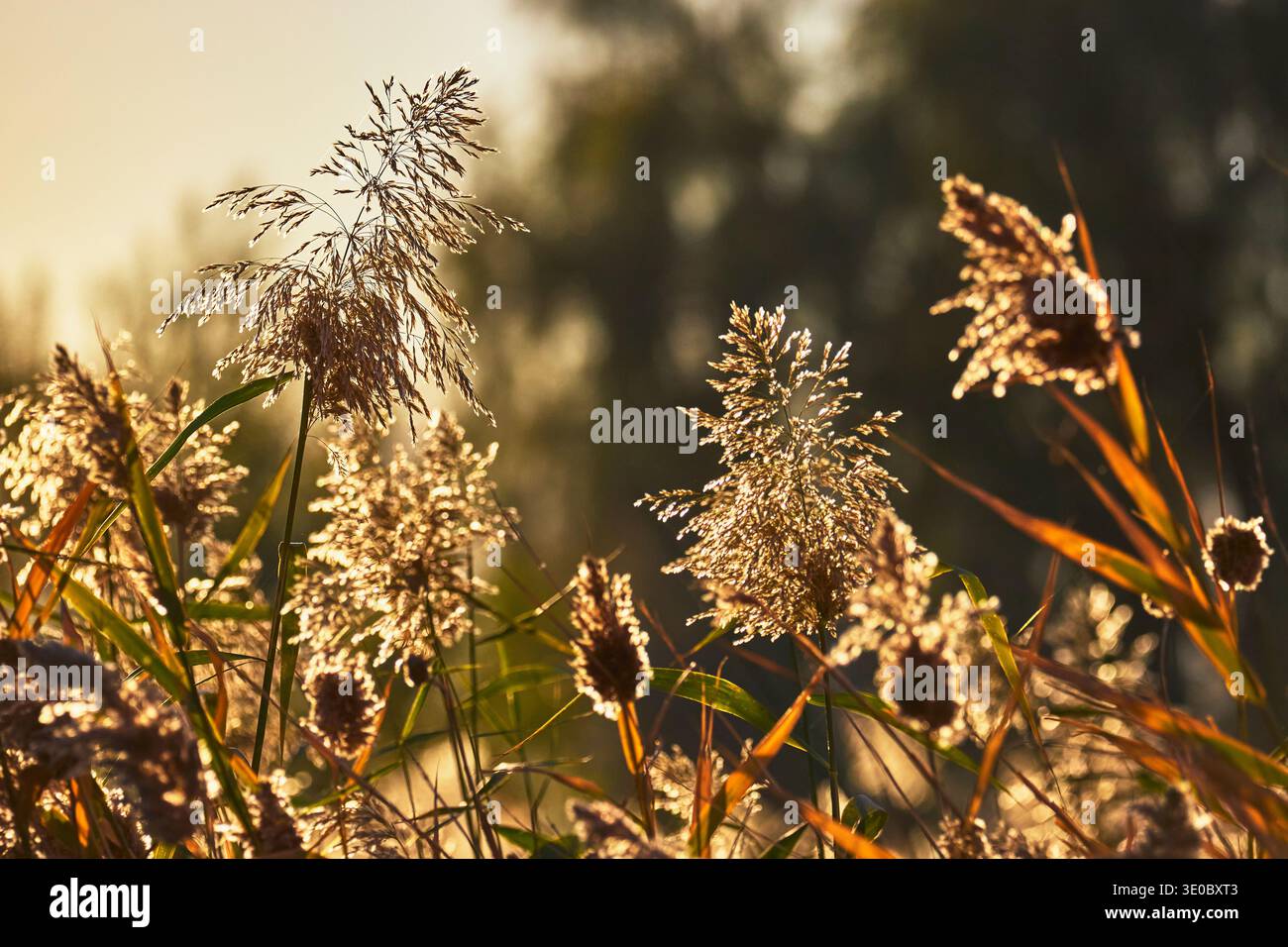 Golden Sunlit Reeds and Wild Grasses in Nature Preserve at Sunset Foto Stock