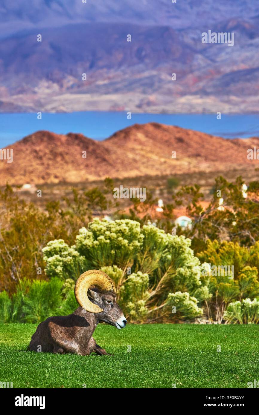 Pecora di Bighorn che riposa su Green Grass con il lago Mead e le Desert Mountains Nevada Foto Stock