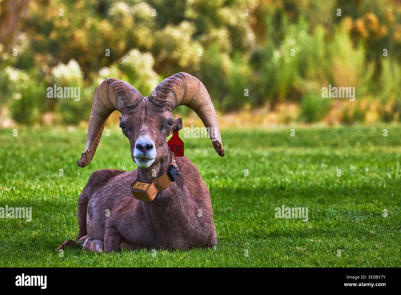 Bighorn Sheep riposa su Green Grass a Hemenway Park, Nevada Foto Stock