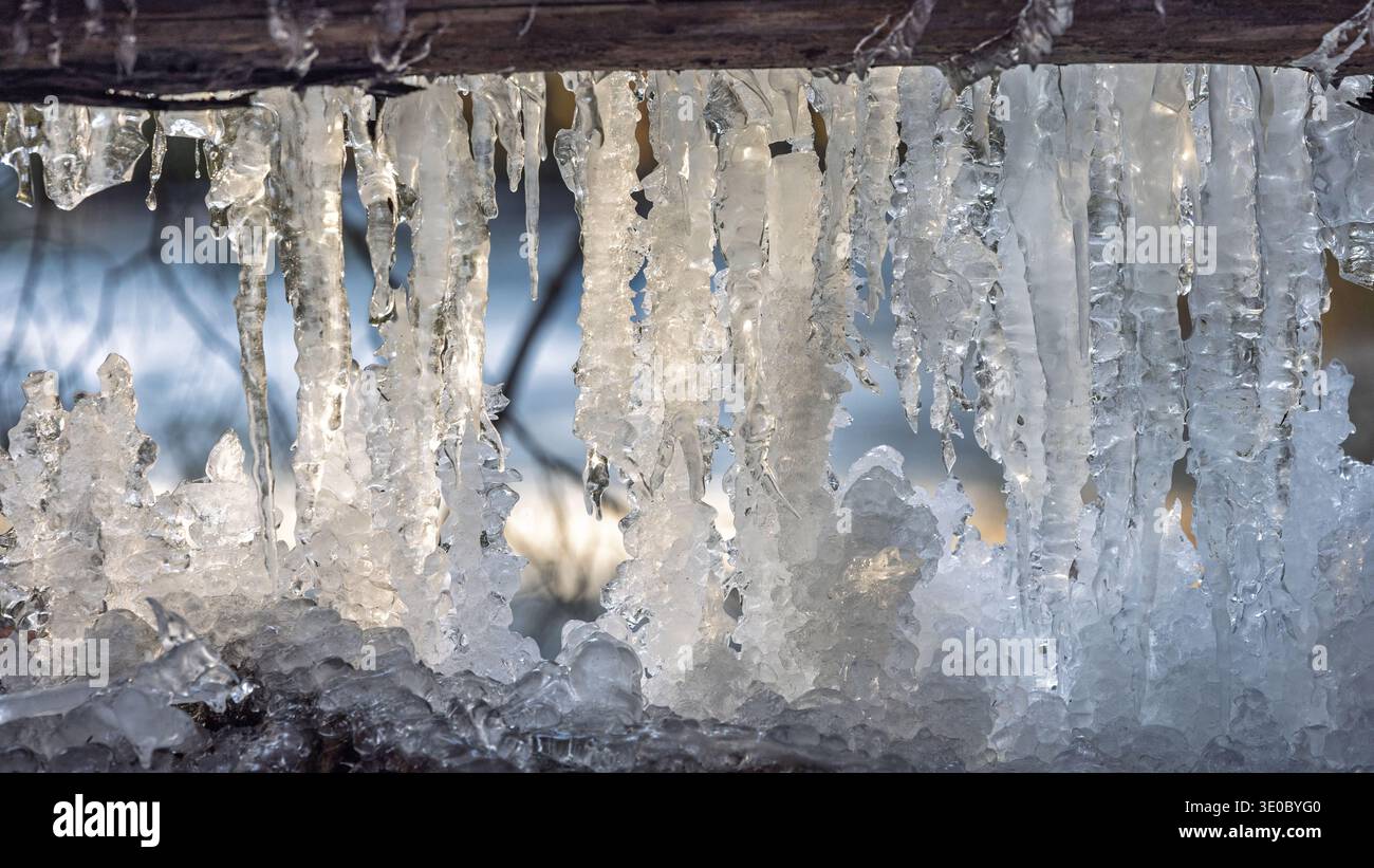 La luce del sole brilla attraverso una serie di ghiaccioli appesi a una trave di legno, creando un'affascinante scena invernale. L'acqua ghiacciata brilla di beau ghiacciato Foto Stock