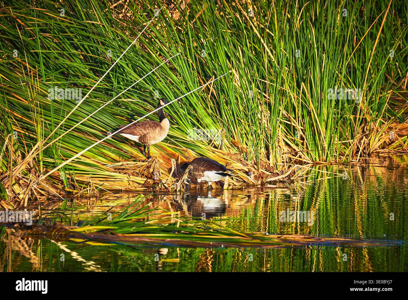 Oche tra le alte canne di Wetland Edge alla luce del sole Reflections Wildlife Habitat Foto Stock