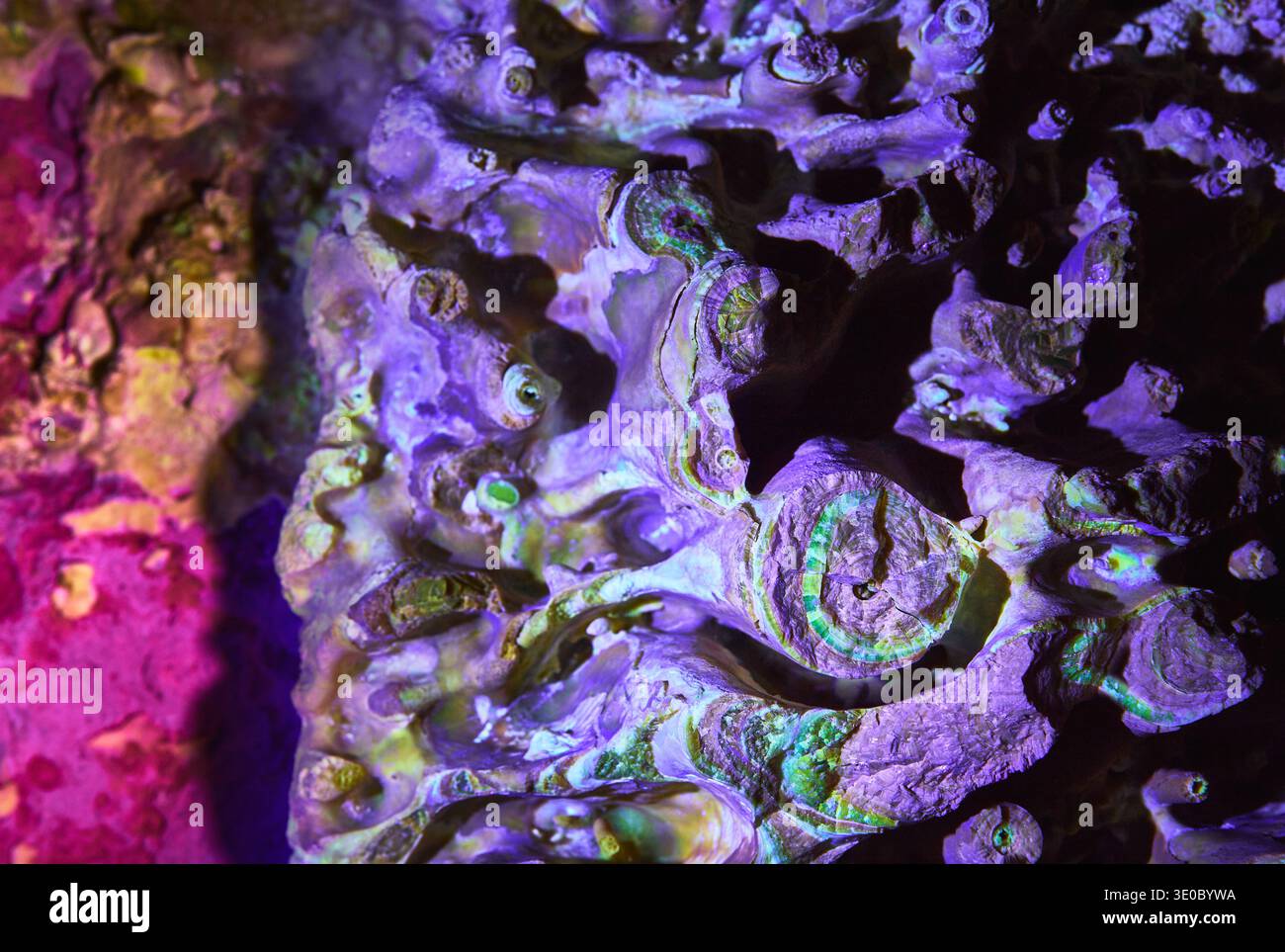 Formazioni di grotte fluorescenti e depositi minerali sotto la luce nera Foto Stock