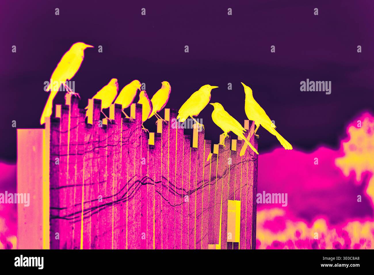 Grackle Birds appollaiati sul recinto con vibrante effetto mappa sfumatura a infrarossi Foto Stock