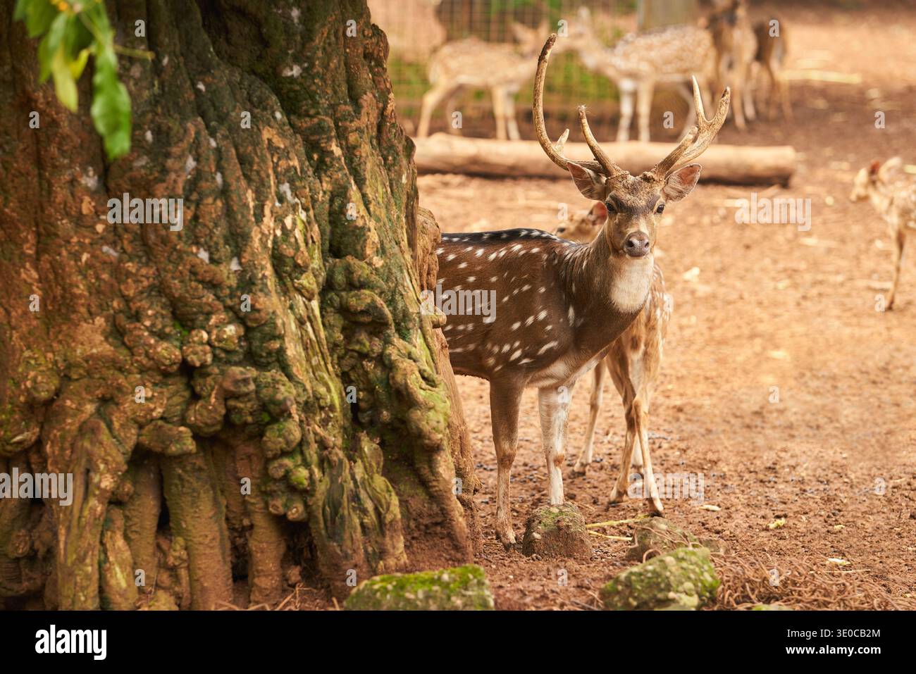 Un cervo macchiato fissa la telecamera da dietro un tronco di albero molto grande Foto Stock