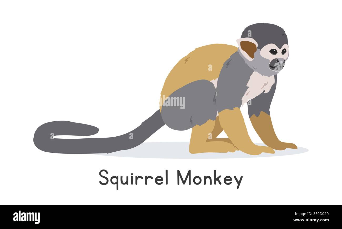 Illustrazione vettoriale di scimmia scoiattolo comune, personaggio della clipart dei cartoni animati, animale in stile piatto. Animali selvatici, creature selvatiche e animali selvatici Illustrazione Vettoriale