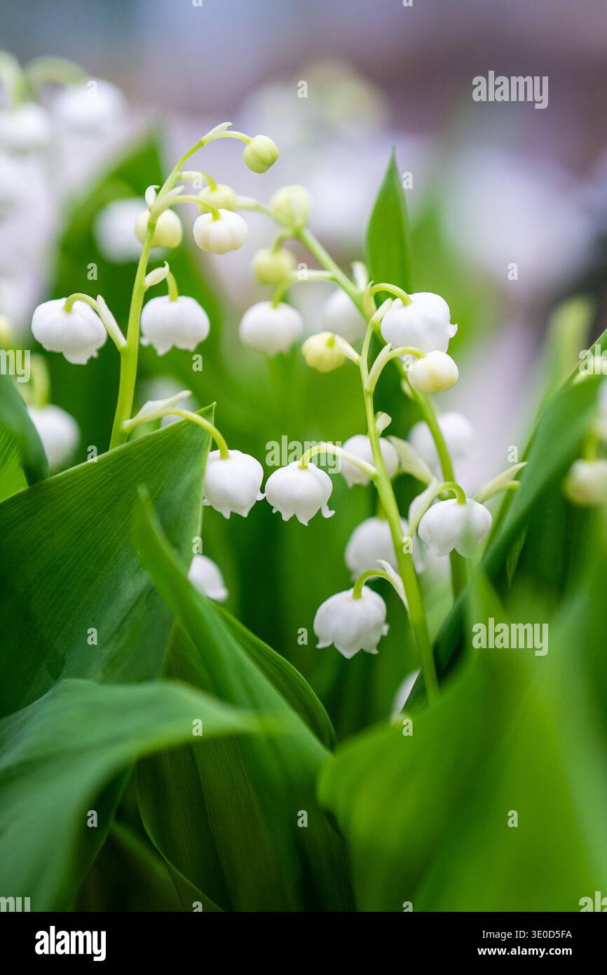 Fiori primaverili freschi e fioriti Giglio della valle con piccole campane bianche in fiore e foglie verdi. Foto Stock