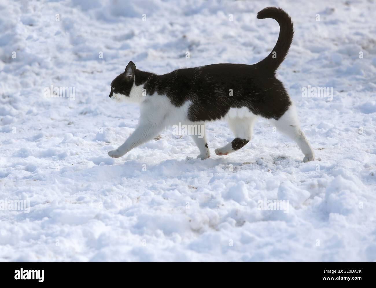 15.02.2025, Germania, Bruchmuehle, Brandeburgo - Gatto che corre sulla neve in inverno. 00S250215D611CAROEX.JPG [VERSIONE MODELLO: NON APPLICABILE, PROPRIETÀ RE Foto Stock