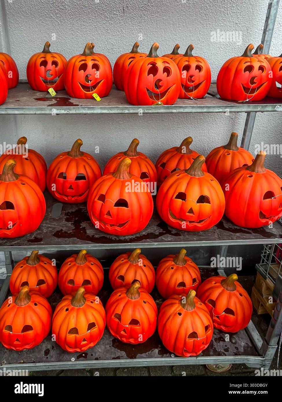 01.08.2025, Germania, Muelheim an der Ruhr, Renania settentrionale-Vestfalia - Un negozio ha già le zucche decorative per Halloween il 31 ottobre in offerta presso il Foto Stock
