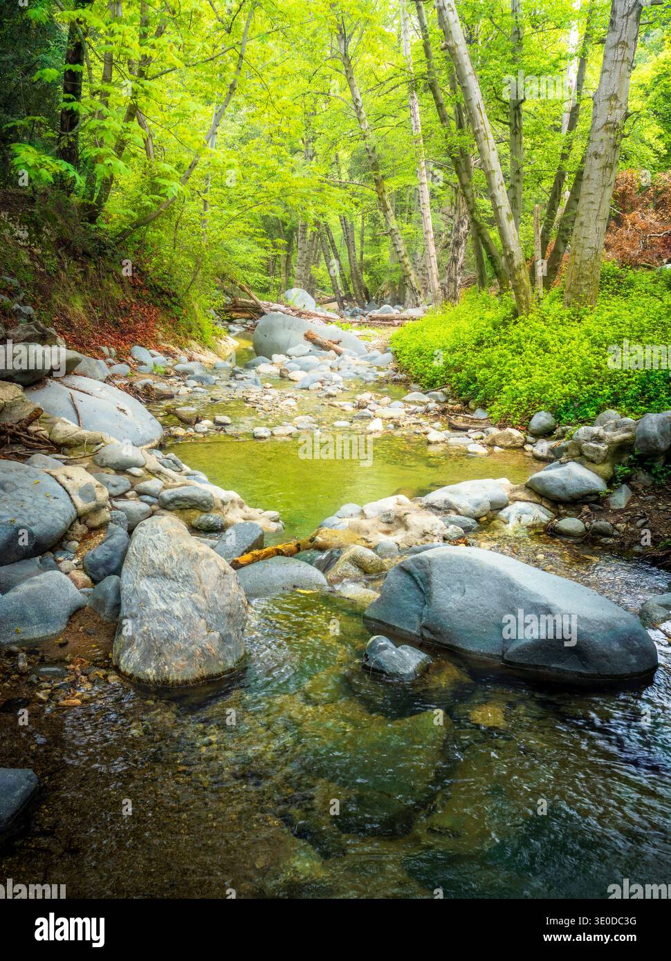 il limpido torrente Woodland scorre attraverso una lussureggiante foresta verde con rocce e alberi. Foto Stock
