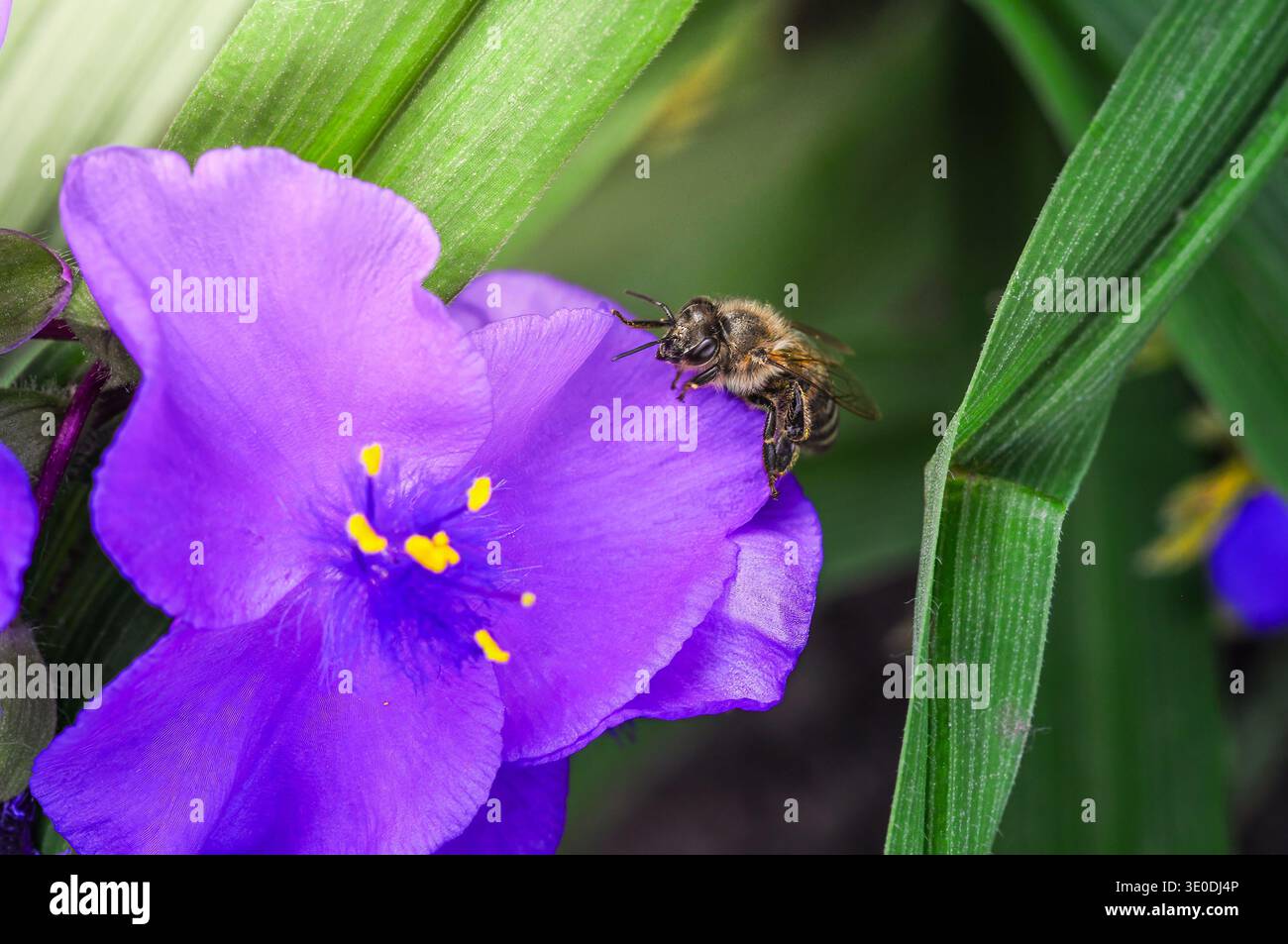 Un'ape fuzzy con polline sulle gambe poggia su una delicata fioritura di ragno viola, circondata da un lussureggiante vegetale Foto Stock