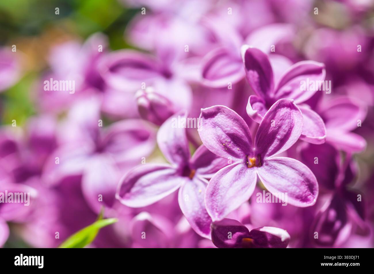 Primo piano di delicati fiori lilla viola con morbido sfondo bokeh in primavera Foto Stock