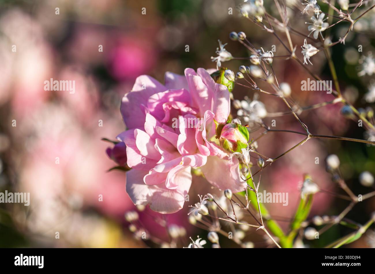 Delicato rosa rosa fiorisce con piccoli fiori bianchi e morbido sfondo bokeh Foto Stock