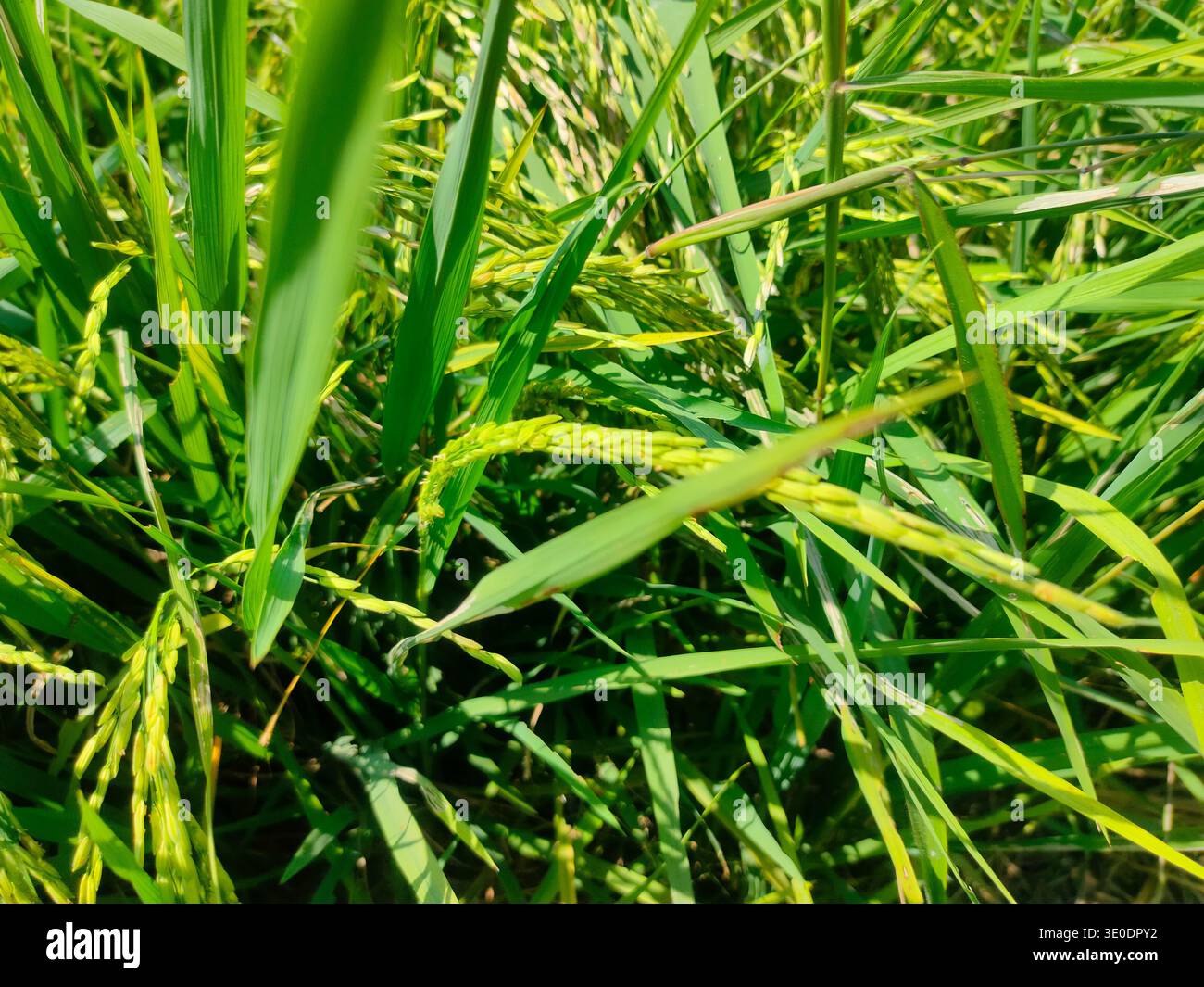 L'immagine mostra una vista ravvicinata delle orecchie di riso verde che crescono in una risaia. Foto Stock