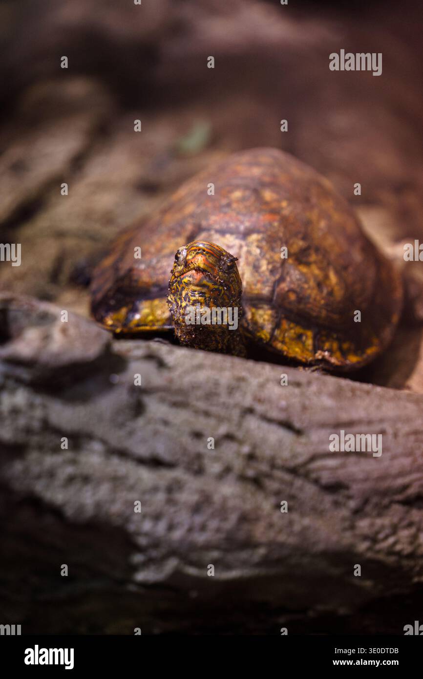 Una tartaruga scatolata (Terrapene carolina) sbircia da dietro un tronco, guardando verso la telecamera. Foto Stock