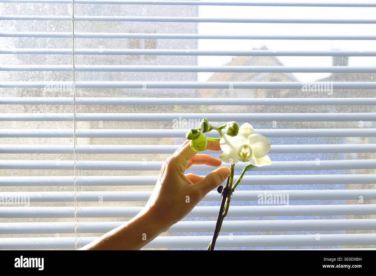 Stelo di orchidea Phalaenopsis con un fiore aperto e gemme verdi, delicatamente toccato da una mano femminile. Illustra l'armonia tra la natura e la vita urbana. Foto Stock
