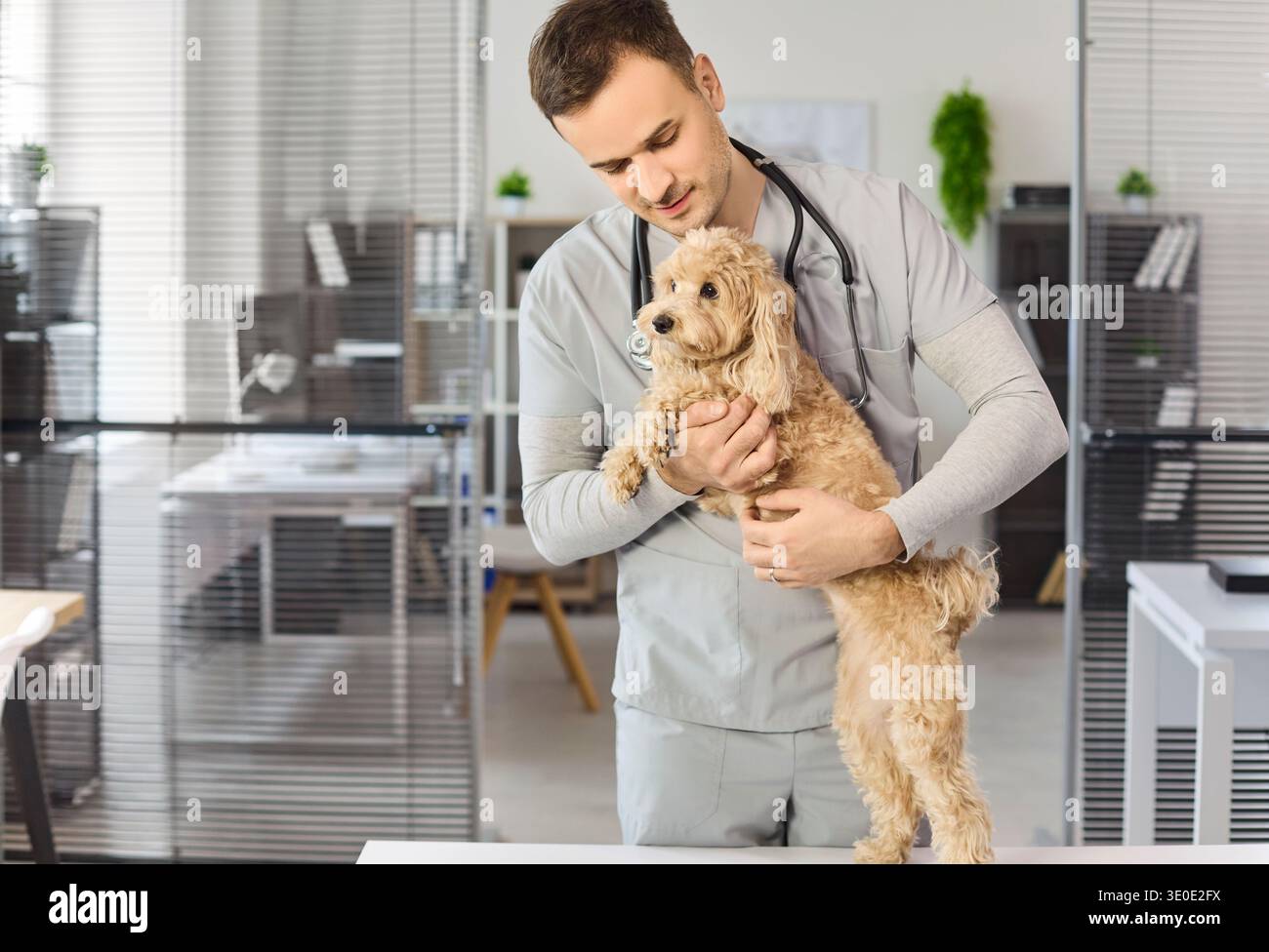 Veterinario maschile che esamina il cane di mix di barboncini durante il check-up presso la clinica veterinaria Foto Stock